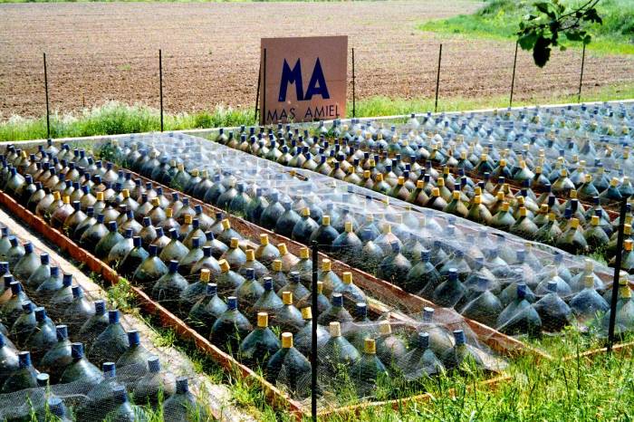 Gąsiory z winem w Mas Amiel